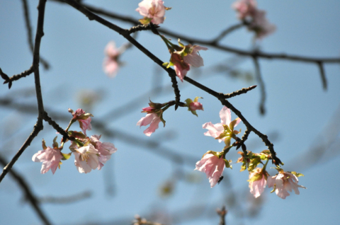 大網保育園で不時開花したサクラ＝18日