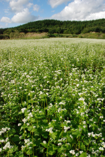 鶴岡市宝谷地区の棚田で満開となったソバの花＝6日