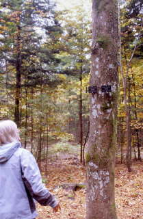 シュヴァルツヴァルト、オーバーリード村の森の墓地「ルーエベルク」。木の幹に小さな墓標プレートが付けられています（2010年10月5日　平智撮影）