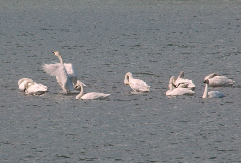 中州上流部で羽を休める白鳥たち＝4日午前