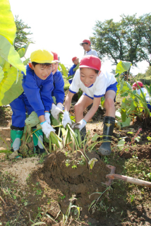 「せーの」。力を合わせてサトイモの株を引き抜く長沼小の子供たち