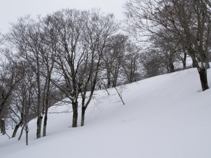 　雪深い湯殿山山麓のブナ林＝自然写真家・斎藤政広（2011年3月4日撮影）