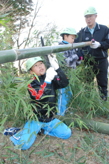 田沢小4?6年生がカキ養殖棚用竹の笹枝切り払いに取り組んだ