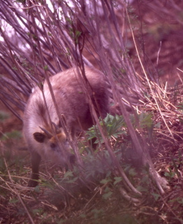 山菜を食べるカモシカ／鳥海山にて＝自然写真家・斎藤政広（1994年春撮影）