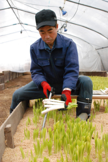 もみ殻の中から薄緑と純白の対比が鮮やかなウルイを収穫する金野さん＝15日午前