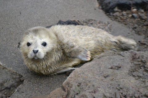 縫いぐるみのようにかわいらしいゴマフアザラシの赤ちゃん