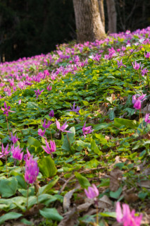 紫色のかれんなカタクリの花が競うように咲き誇っている＝4日、鶴岡市温海川