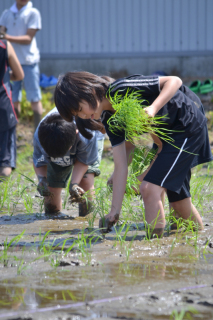 田植えを楽しむ浦島小学校の5年生たち