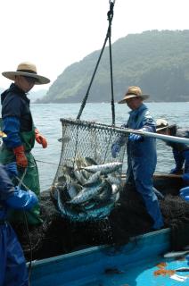 6月は豊漁にわいたイナダの定置網漁。年間ではブリ・イナダは前年の2倍の水揚げがあったが、漁獲高は下回った