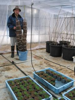 着脱可能な花木促成の新システム。奥は菅原専門研究員