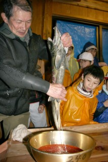 子どもたちがサケの人工授精の様子を見学した