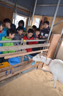 子どもたちが母ヤギとの触れ合いを楽しんだ