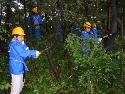 学習林でクロマツの枝打ち作業を行う西郷小児童＝昨年10月