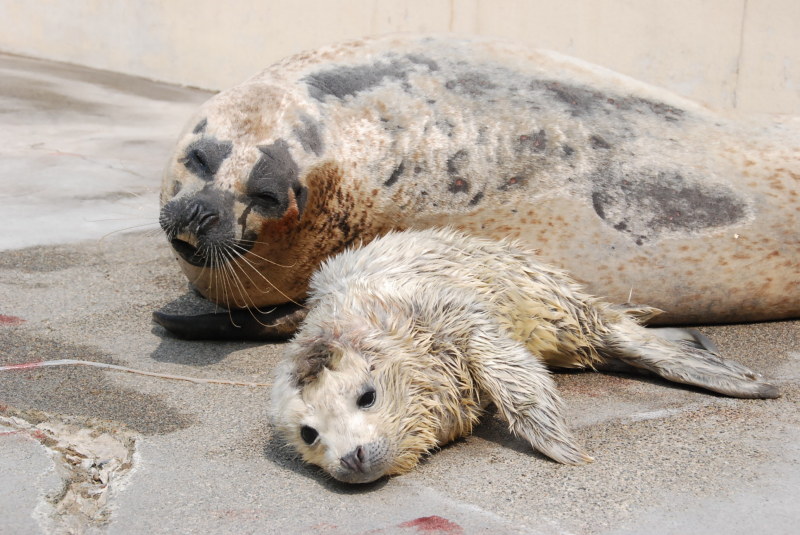 甘えたしぐさカワイイ 加茂水族館 ゴマフアザラシ赤ちゃん誕生 14年03月30日付け紙面より 荘内日報ニュース 山形 庄内 荘内日報社