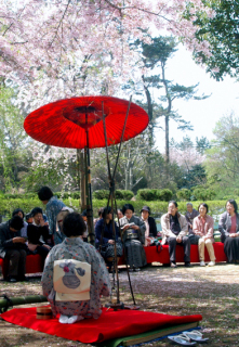 緑の中でお茶を楽しんだ桜まつり茶会