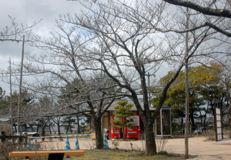 今年から開花宣言の基準となる日和山公園にある基準木の一つ（手前）