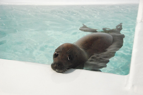 クリっとした目が特徴の「ニコ」が加茂水族館の仲間に加わった