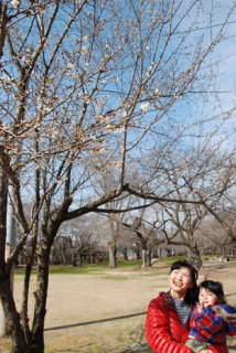 陽気に誘われて楯山公園の桜が五分咲き。家族連れなどがひと足早い花見を楽しんだ＝27日