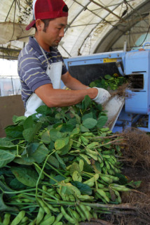 早採りで良味が売りの茶豆の超極早生「つるおかぼんちゃ」の収穫がスタート＝7日午前、鶴岡市寺田の石塚さん方