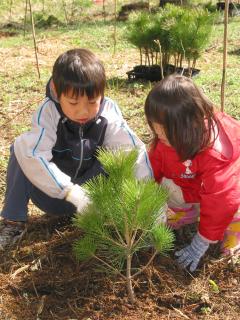 クロマツを植える参加者たち