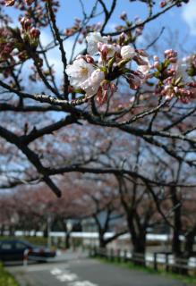 かれんな花を咲かせた酒田市の港南公園の桜＝17日午前