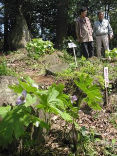 シラネアオイなどが見ごろを迎えたアトク先生の館の庭園