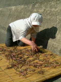 温海地区の山あいで山菜干し作業が本格化した