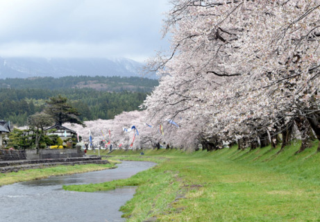 まつり開幕に合わせたように、満開を迎えた遊佐町・中山河川公園の桜＝15日午前