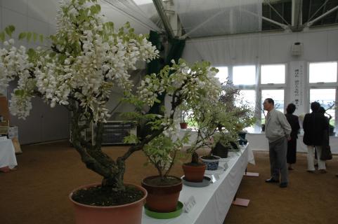 盆栽展を皮切りに「ふじの花まつり」が始まった