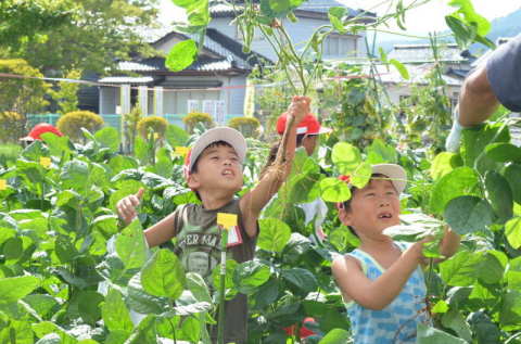 児童たちが背の高さ以上に生い茂った枝豆を収穫した