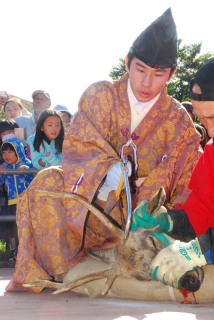 長く伸びた神鹿の角が糸のこぎりで切り落とされた