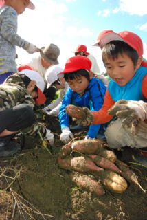 「大きなサツマイモ！」。園児たちがお年寄りたちと一緒に収穫の喜びを味わった