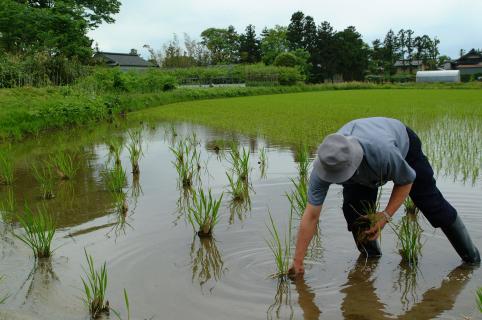 水田に植えられたマコモダケの苗。転作作物としても注目