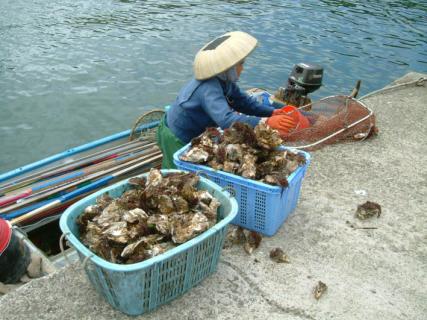 庄内浜の初夏の味覚・イワガキが初水揚げされた＝鶴岡市由良漁港