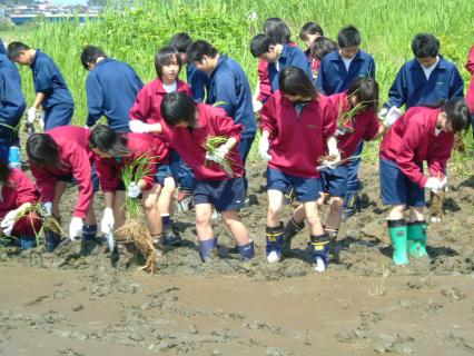 白鳥島のぬかるみに足を取られながらマコモを植栽する生徒たち