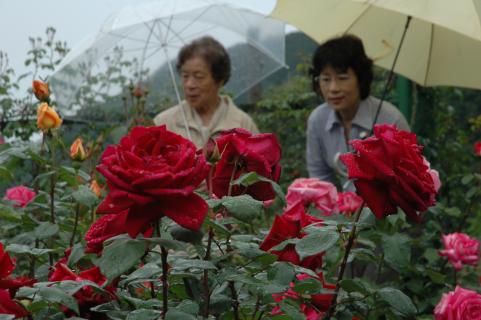 華やかに花を咲かせたバラが広がっている