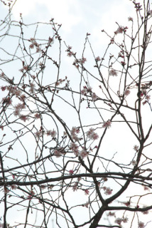 まばらに咲いた鶴岡高専の桜＝28日午後