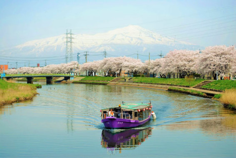 今年のお花見は船窓から眺めるのはいかが？　鳥海山と桜を背景に新井田川を運航する屋形船「みづき」