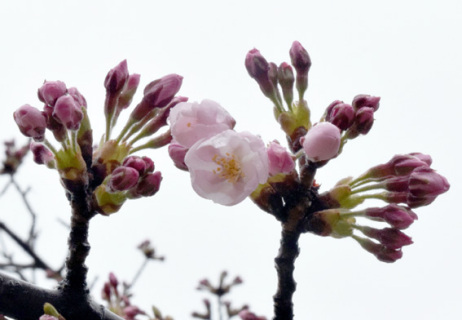 酒田市で桜が開花した＝10日午前、日和山公園