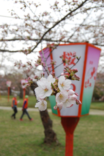 鶴岡市も桜の開花宣言。赤く膨らんだつぼみの中で花が開いた＝11日午前、鶴岡市の鶴岡公園