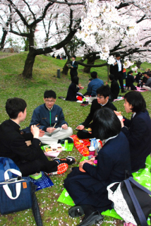 桜の下で楽しそうに弁当を広げる鶴岡南高と台湾の生徒たち＝18日、鶴岡公園