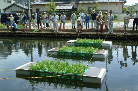 水質浄化の効果がある空芯菜を植え込んだいかだを藤島城址の堀に設置する参加者