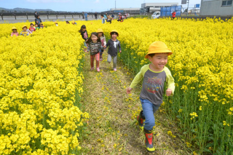 黄色の世界に染まった「菜の花迷路」を楽しむ大泉保育園の子どもたち＝1日