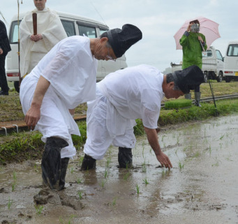 農業関係者らが見守る中、献上米の苗を植える高梨さん（手前）と森屋さん