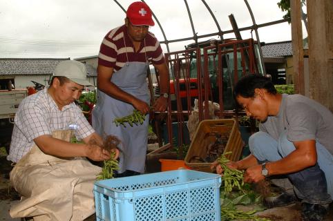 収穫した枝豆の葉を落とす作業を体験するＪＡＩＣＡの研修員たち（中央と左）