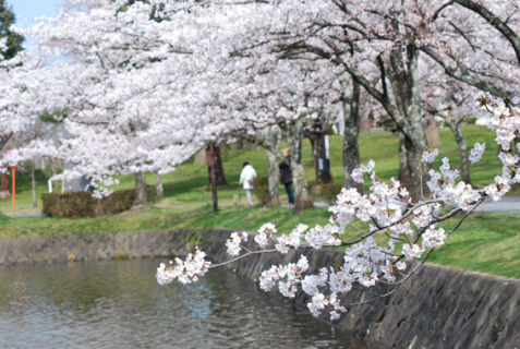 桜の開花が進み見頃を迎えた鶴岡公園＝12日午前8時45分ごろ