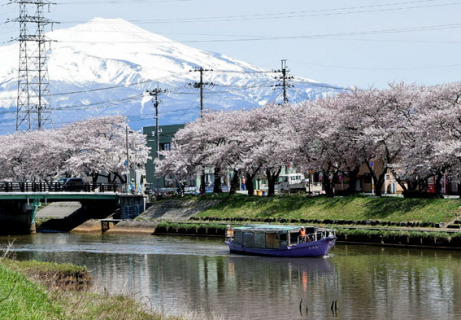 満開の桜の中、滑るように新井田川を運航する「みづき」＝17日午前
