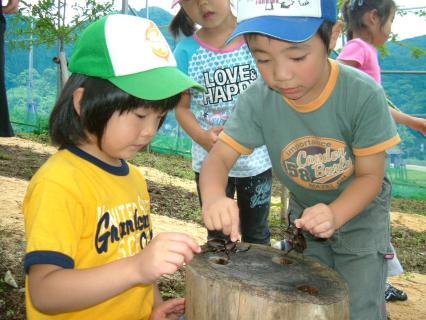 切り株の上でカブトムシ同士を戦わせる子どももいた