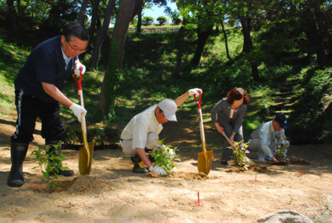 日和山公園の湊庭園にアジサイを植える参加者たち