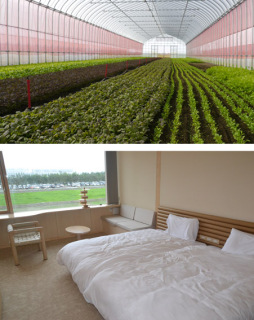 鶴岡市豊田地区のハウスで生産が本格化している葉物野菜（上）サイエンスパーク内に整備が進む「スイデン・テラス」の客室